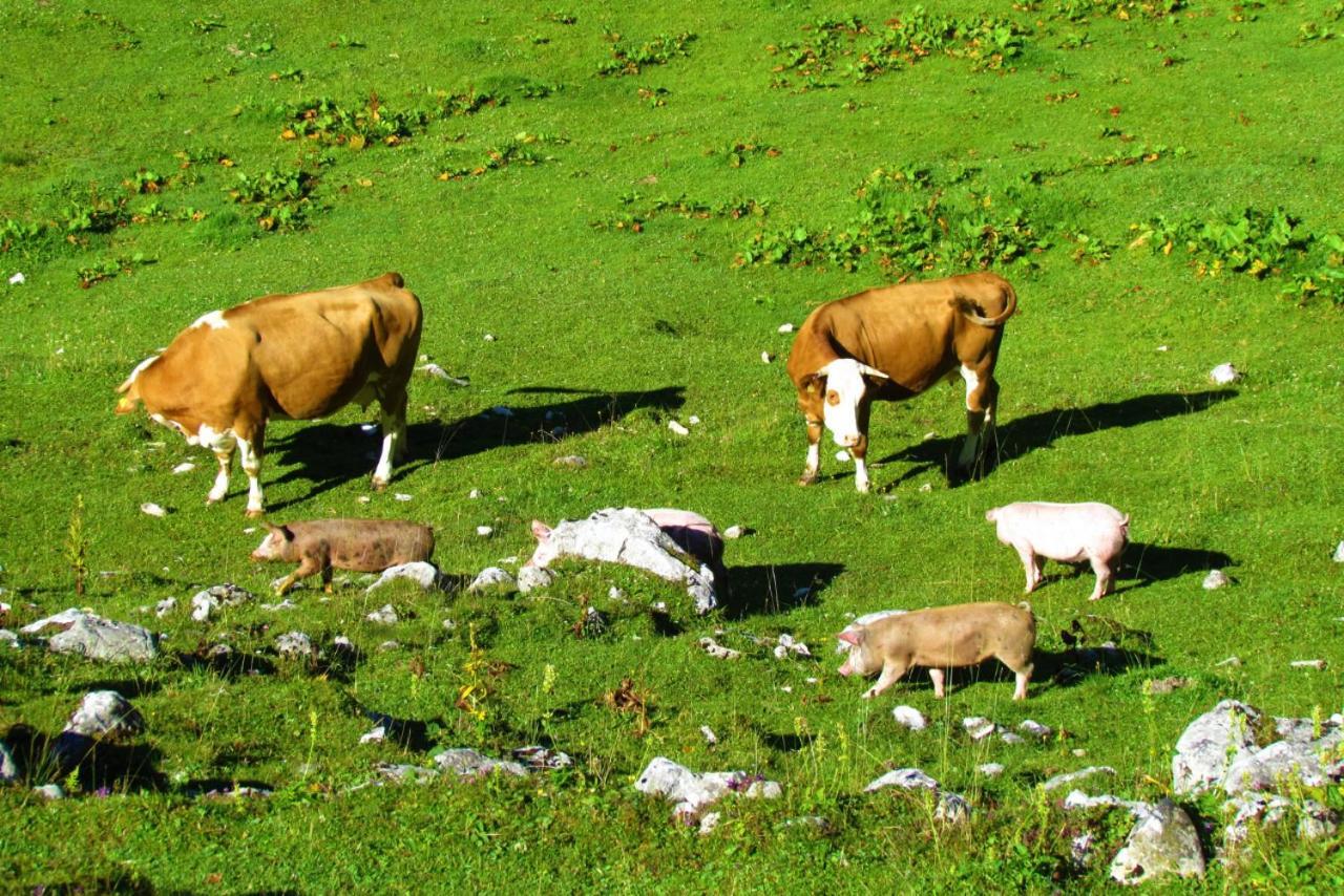 Ferienwohnung Innerhofer Hollersbach im Pinzgau Exterior foto